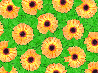 橙色花和绿叶的背景情况图片