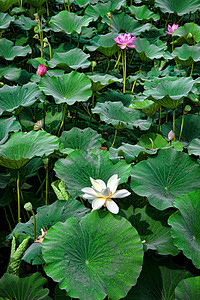 水柱生长花朵园艺花园植物睡莲图片