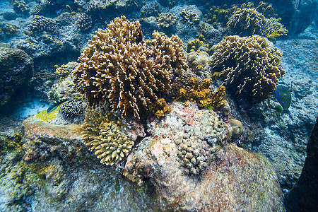 珊瑚礁旅行生活动物气泡情调潜水潜水员热带国家假期图片