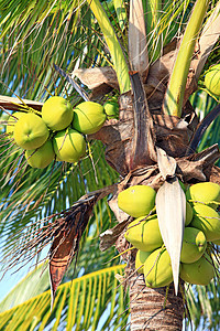 热带椰子花园叶子食物气候树干营养水果植物生长团体图片