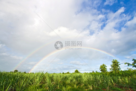 草地草原上的彩虹图片