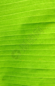 香蕉叶叶质植物光合作用静脉线条环境植物群细胞绿色活力生物学图片
