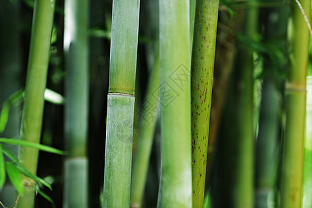 竹子植物丛林运气场景生长森林文化环境花园木头图片