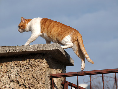 猫在栅栏上邮政警报花园眼睛伴侣过敏好奇心龟甲爪子动物图片