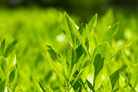 刺叶叶草药生活树叶桂冠香料草本植物水平植物草本枝条图片