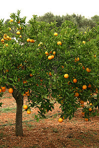 橙树叶子绿色热带橙子水果草地图片