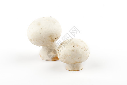 白色香皮尼翁蘑菇蔬菜食用菌健康饮食素食食物宏观图片