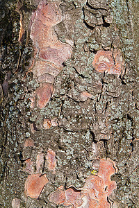 树皮结构裂缝树林松树植物群针叶棕色树干纹理公园植物图片