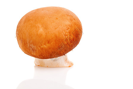 白色隔离的新鲜蘑菇图片