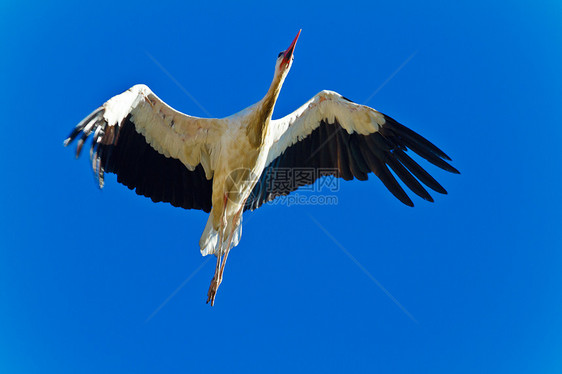 白蓝色羽毛荒野白鹳蛔虫白色迁移天空翅膀脖子图片