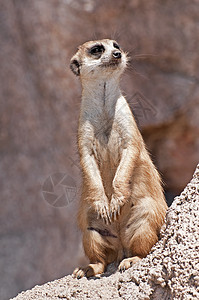 米尔卡特毛皮岩石警报哺乳动物椎骨动物棕色荒野猫鼬沙漠图片