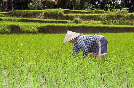 巴厘岛稻田上的妇女女士草地种植园植物农民场景食物工作农场培育图片