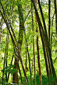 公园里的竹子园艺冥想棕榈木头水池阴影历史瀑布森林蕨类图片