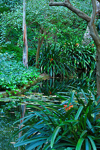 马拉加公园园艺公园庇护所冥想森林历史蕨类叶子木头阴影图片