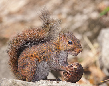 松鼠动物种子哺乳动物坚果棕色毛皮背景图片