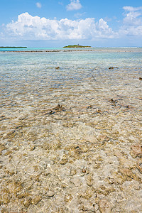 中美洲 伯利兹 特尔内夫环礁的珊瑚礁图片