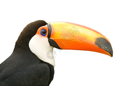 Toucan 孤立的白色背景图片