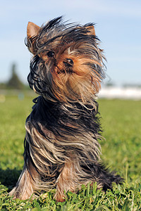 小约克郡头发天空眼睛宠物蓝色猎犬小狗动物犬类毛皮图片