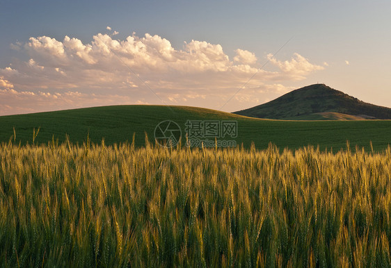 美国华盛顿惠特曼郡Whitman县日落时摘麦田和图片
