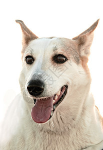 一条狗的肖像打猎舌头犬齿成人牙齿眼睛犬类阳光食肉耳朵图片