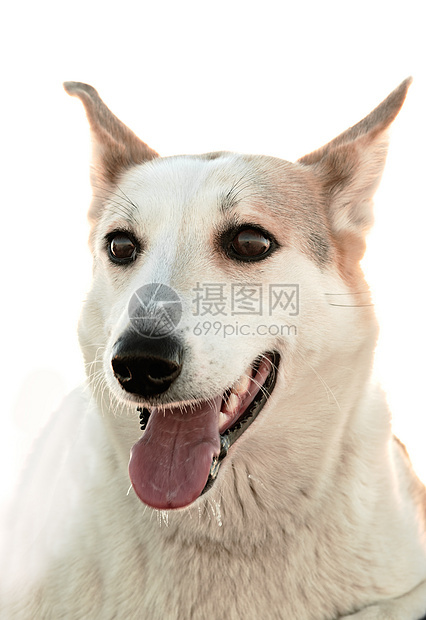 一条狗的肖像打猎舌头犬齿成人牙齿眼睛犬类阳光食肉耳朵图片