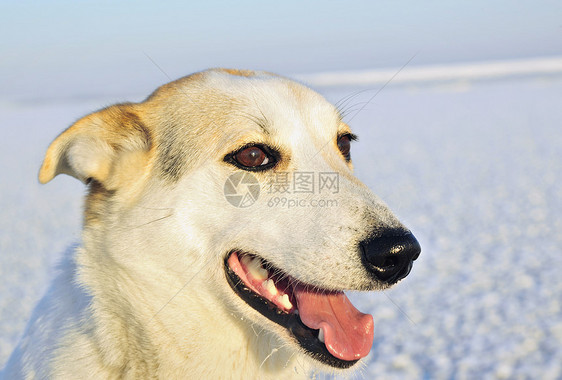 一条狗的肖像宠物成人犬齿毛皮阳光动物哺乳动物保真度手表舌头图片