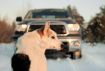 狗的冬季肖像朋友日落小狗气候宠物运输森林季节卡车哺乳动物图片