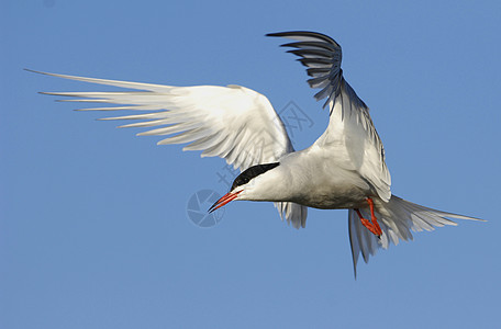 泰恩在飞行中动物群荒野自由海鸟驯鹿翅膀动物野生动物航班鸟类图片