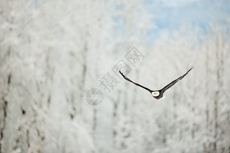 在雪覆盖的山上飞鹰日落荒野自由动物海藻旅行动物群阳光羽毛生物背景图片