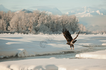 秃鹰飞行野生动物动物猎人捕食者航班鸟类猎物旅行树木领导图片