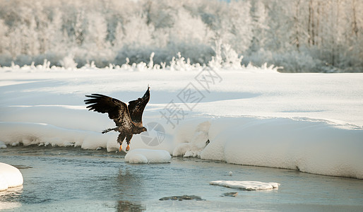 秃鹰飞行翅膀野生动物濒危蓝色领导猎人航班鸟类日落树木图片