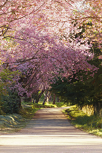 樱花花土井季节房子天空植物场景红斑亚科蓝色痤疮图片