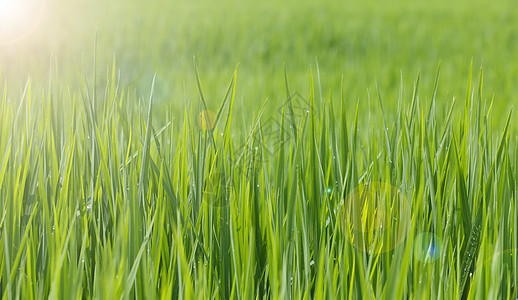 绿稻农场生长种植园谷物公园季节栽培农民叶子阳光图片