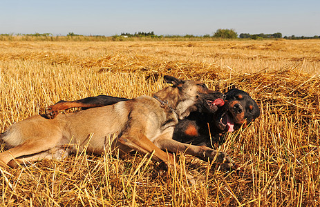 两只狗在玩植物幸福小麦犬类场地友谊谷物朋友们草地黑色图片