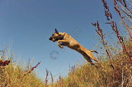 跳跃麦地诺犬类网球锻炼运动蓝色宠物天空训练牧羊犬草地图片