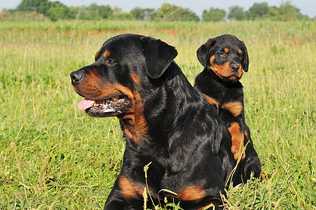 和小狗狗小狗宠物犬类场地女性动物草地黑色哺乳动物警卫图片