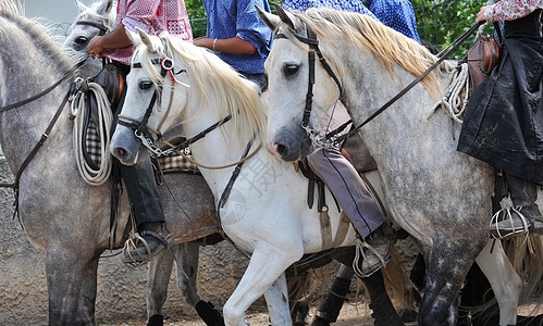 卡马格马斗牛工作格马男人村庄速度小马展览会鞭策动物图片