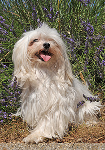 麦芽狗宠物薰衣草犬类动物植物贵宾白色小狗图片