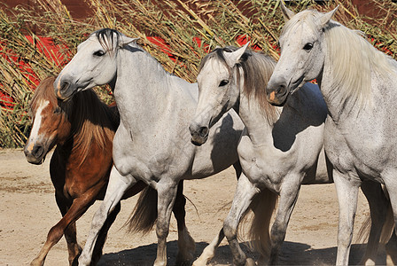 马和小马自由马匹马术白色哺乳动物骑马棕色动物图片