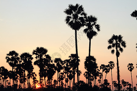 日落时的棕榈树橙子天空娱乐情调天堂椰子异国风景旅行热带图片