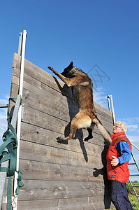 训练警犬运动警察男人棕色跳跃戒指蓝色伴侣天空夹带图片