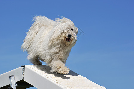 麦芽狗蓝色动物犬类白色展示宠物运动乐趣天空训练图片