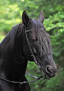 黑马运动骑马马术动物哺乳动物绿色图片