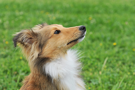 小狗沙特兰宠物犬类棕色白色牧羊犬婴儿动物图片