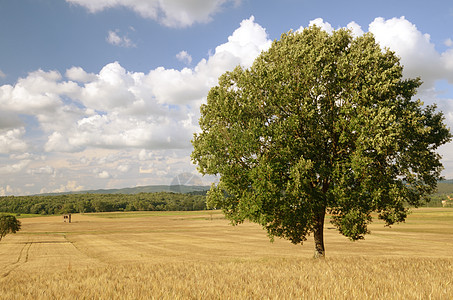 孤独的树天空国家天际农村丘陵农业农田场地环境地平线图片