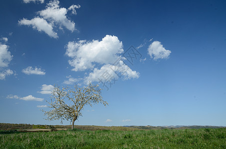 孤独的树丘陵天际地平线环境农村农田天空国家农业草原图片