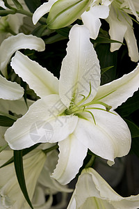 白色的白百合花在花束中图片