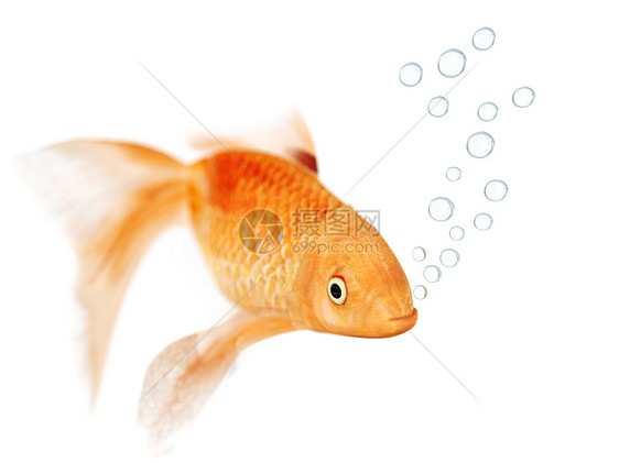 金鱼和泡泡液体重力金子尾巴气泡宏观宠物勘探潜水运动图片