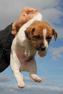 小小狗 胡萝卜动物天空伴侣犬类白色宠物蓝色棕色图片