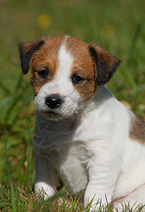 小小狗 胡萝卜场地花园伴侣棕色动物白色婴儿犬类宠物图片